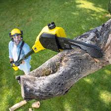 Reliable Paradise Hills, NM Tree Services Solutions