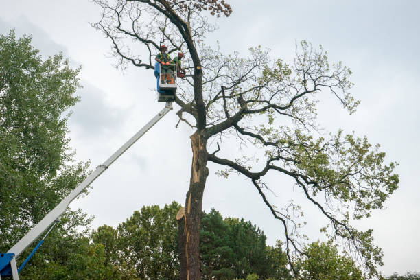 Best Leaf Removal  in Paradise Hills, NM