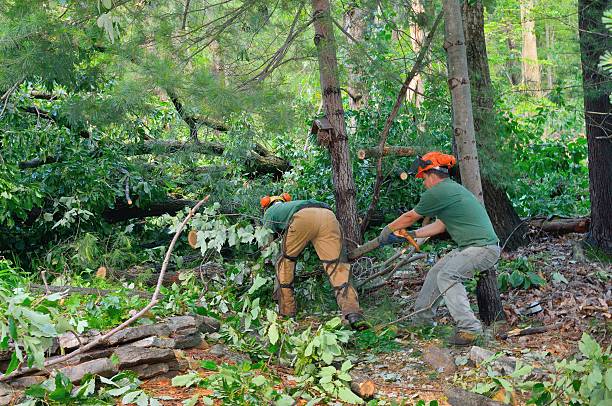 Lawn Renovation and Restoration in Paradise Hills, NM
