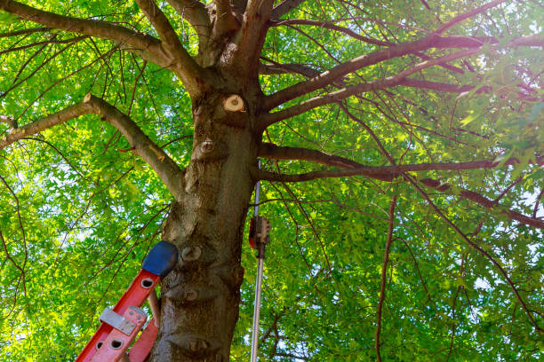 Best Tree Disease Treatment  in Paradise Hills, NM